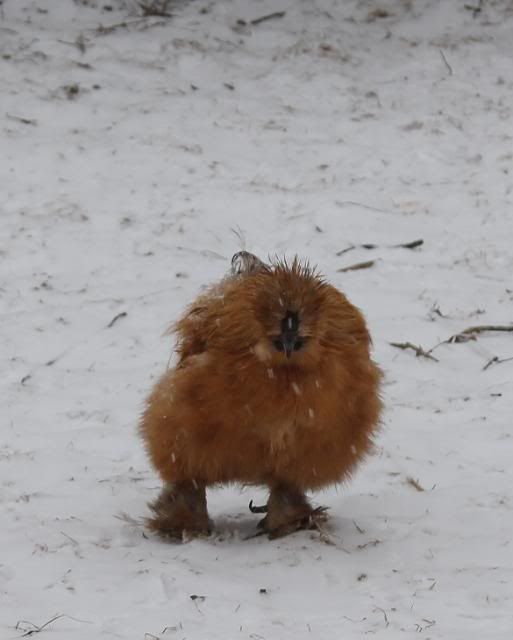 Silkies and cold weather BackYard Chickens Learn How to Raise Chickens